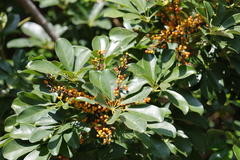 Heptapleurum arboricola