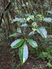Turpinia formosana