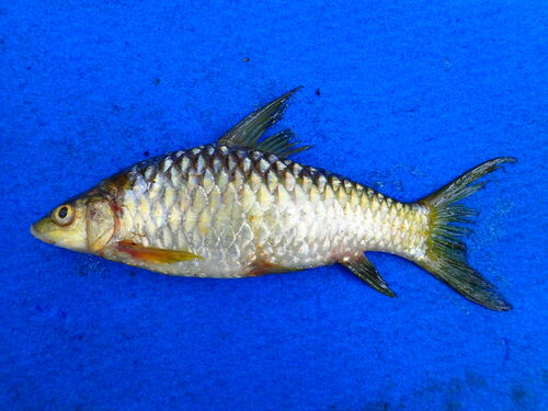 Marie's yellowfish (Labeobarbus mariae) — Cyprinidae