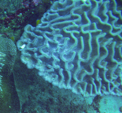 Colpophyllia natans