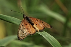 Acraea oncaea