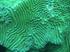 Pseudodiploria strigosa