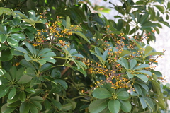 Heptapleurum arboricola