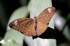 Tanaecia julii odilina