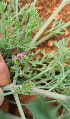 Fumaria parviflora