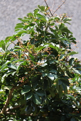 Heptapleurum arboricola