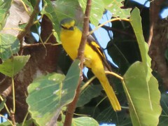 Pericrocotus flammeus