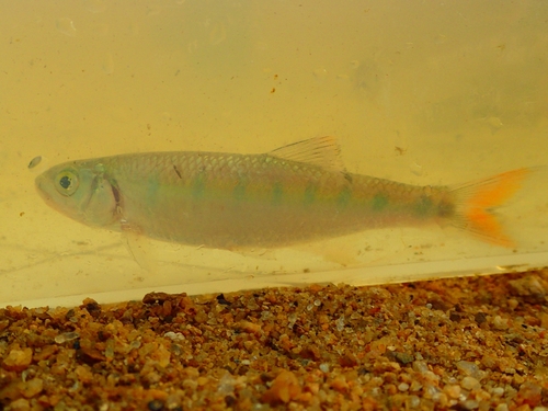 Senegal-sardijn (Raiamas senegalensis) — Cyprinidae — 5