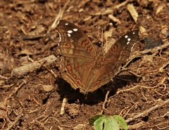 Junonia natalica natalica