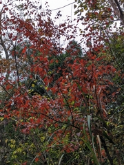 Acer morrisonense
