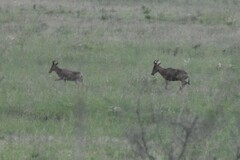 Alcelaphus buselaphus cokii