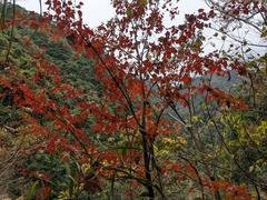 Acer morrisonense