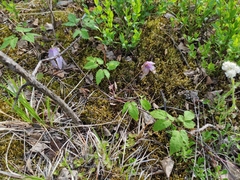 Clematis alpina