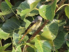 Pericrocotus flammeus