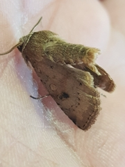 Cerastis faceta
