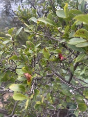 Ochna pretoriensis