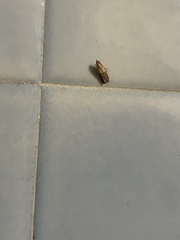 Plodia interpunctella