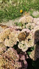 Junonia coenia