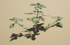 Dicoria canescens