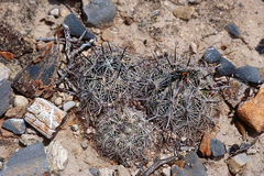 Coryphantha delicata