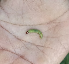 Haritalodes derogata