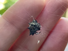 Gasteracantha