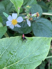 Conocephalus melaenus