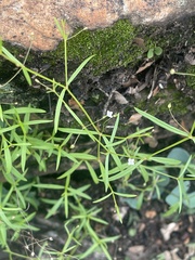Oldenlandia herbacea