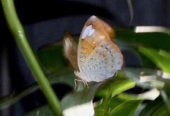 Tanaecia julii odilina
