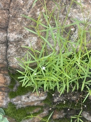 Oldenlandia herbacea