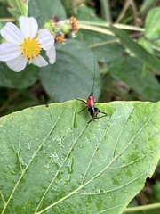 Conocephalus melaenus
