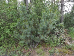 Pinus pumila