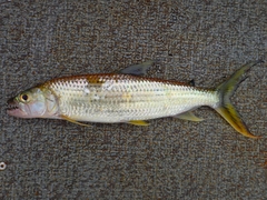 Hydrocynus vittatus