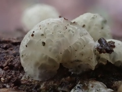 Campanella junghuhnii