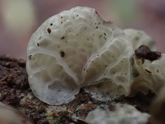 Campanella junghuhnii