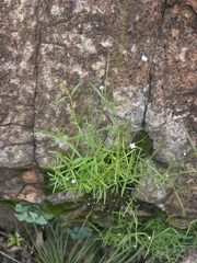 Oldenlandia herbacea