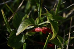Ruellia angustiflora