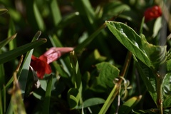 Ruellia angustiflora