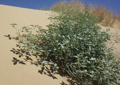 Dicoria canescens