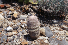 Echinocereus pectinatus pectinatus