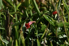 Ruellia angustiflora