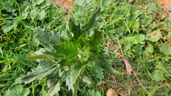 Chenopodiastrum murale