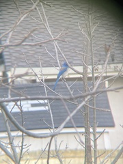 Aphelocoma californica