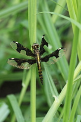 Palpopleura