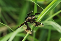 Palpopleura