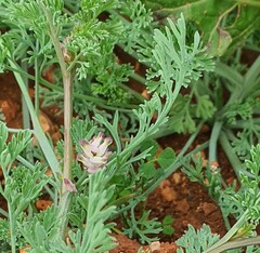 Fumaria parviflora