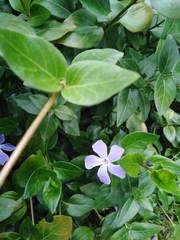 Vinca major
