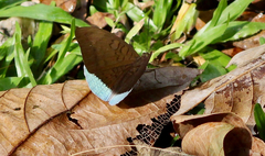 Tanaecia julii
