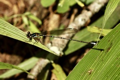 Allocnemis leucosticta