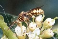 Nomada